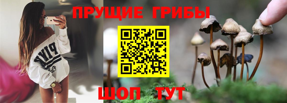 Псилоцибиновые грибы MAGIC MUSHROOMS  Вход с VPN  Псилоцибиновые грибы Cubensis  Кольчугино 